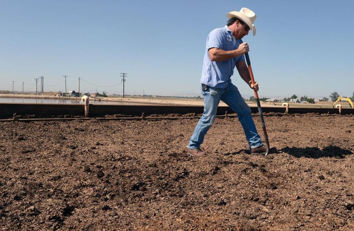 Vic Fanelli is pictured in the Fanelli Dairy worm box near Hilmar in 2015. The dairy is using worms to break down some of its livestock waste, producing castings for use as fertilizer while reducing nitrates.