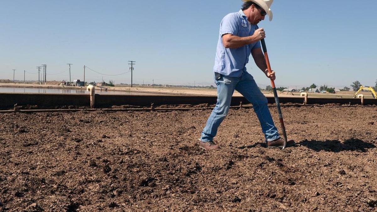Vic Fanelli is pictured in the Fanelli Dairy worm box near Hilmar in 2015. The dairy is using worms to break down some of its livestock waste, producing castings for use as fertilizer while reducing nitrates.