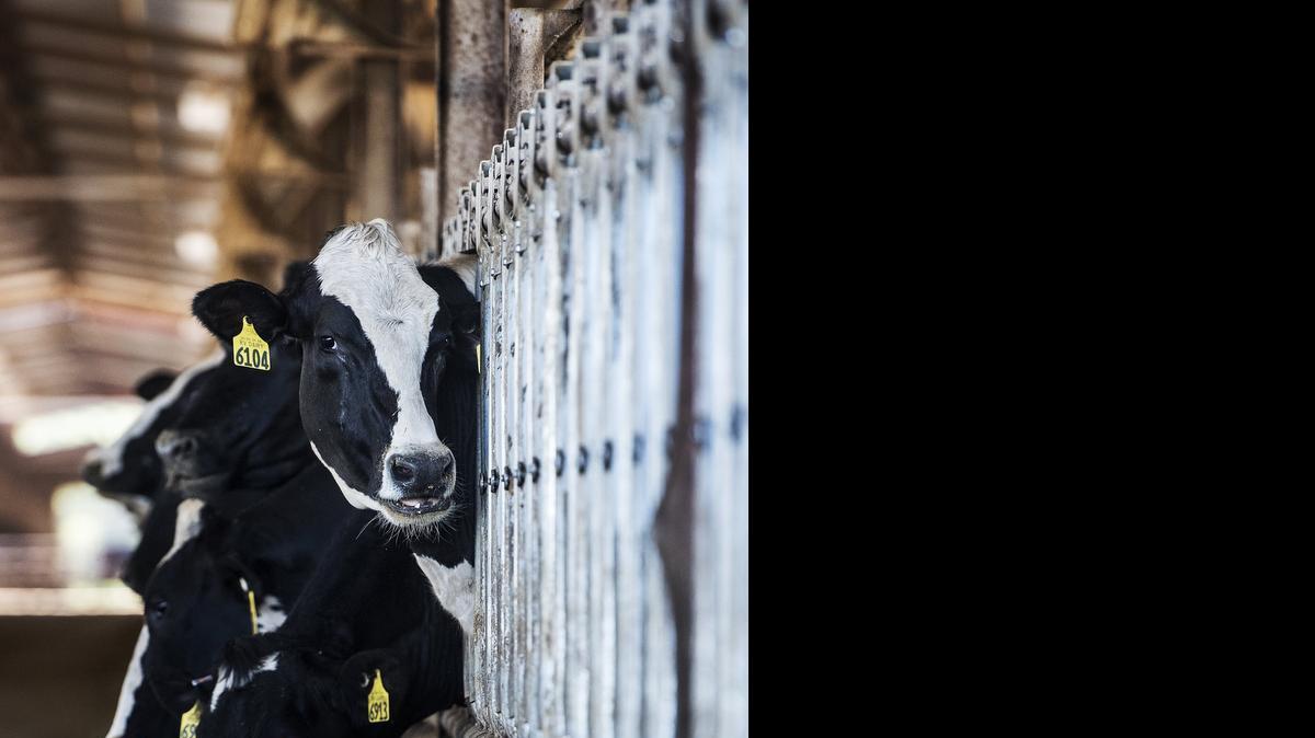 
Dairy cows feed at the RV Dairy farm in Winton in March. Nowhere in the country did manufacturing jobs grow faster in the last year than in Merced, according to a report released this week by a data-crunching website. 
