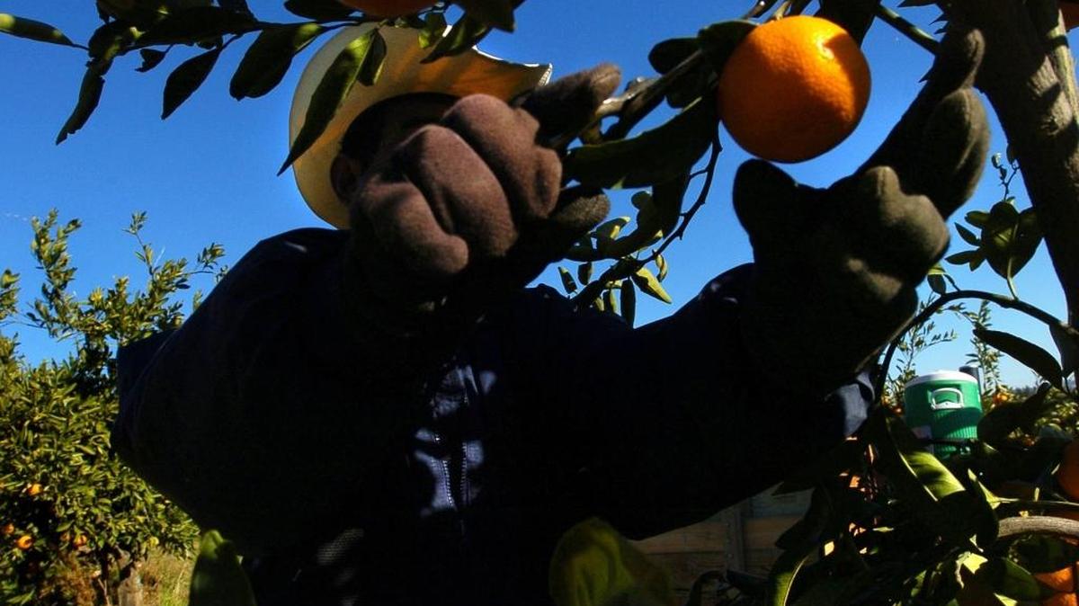A farmworker reaches for a ripe mandarin orange in a grove. For farmworkers who pick oranges or peaches for $10 an hour, contributing 9.5 percent of their income toward health premiums can be too much.