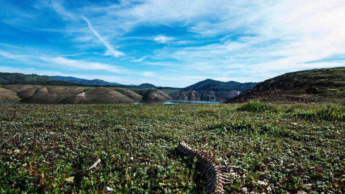 
Bones of a fish lie on the ground in February at Lake McClure in Snelling. According to Merced Irrigation District public and government relations officer Mike Jensen, Lake McClure is currently at about 6 to 7 percent of its 1-million acre-foot capacity. The lowest capacity since completed construction of the New Exchequer Dam in 1967, was recorded on Feb. 3, 2015. The reservoir measured 63,489 acre-feet.

