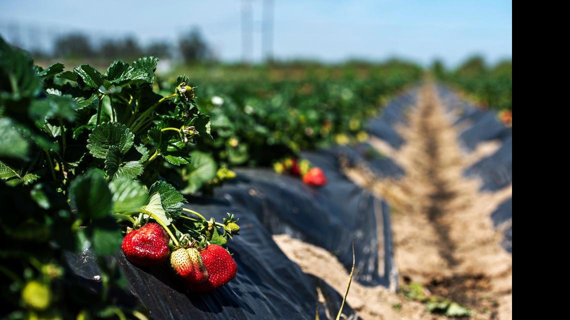 Most Americans could eat locally, UC Merced study shows