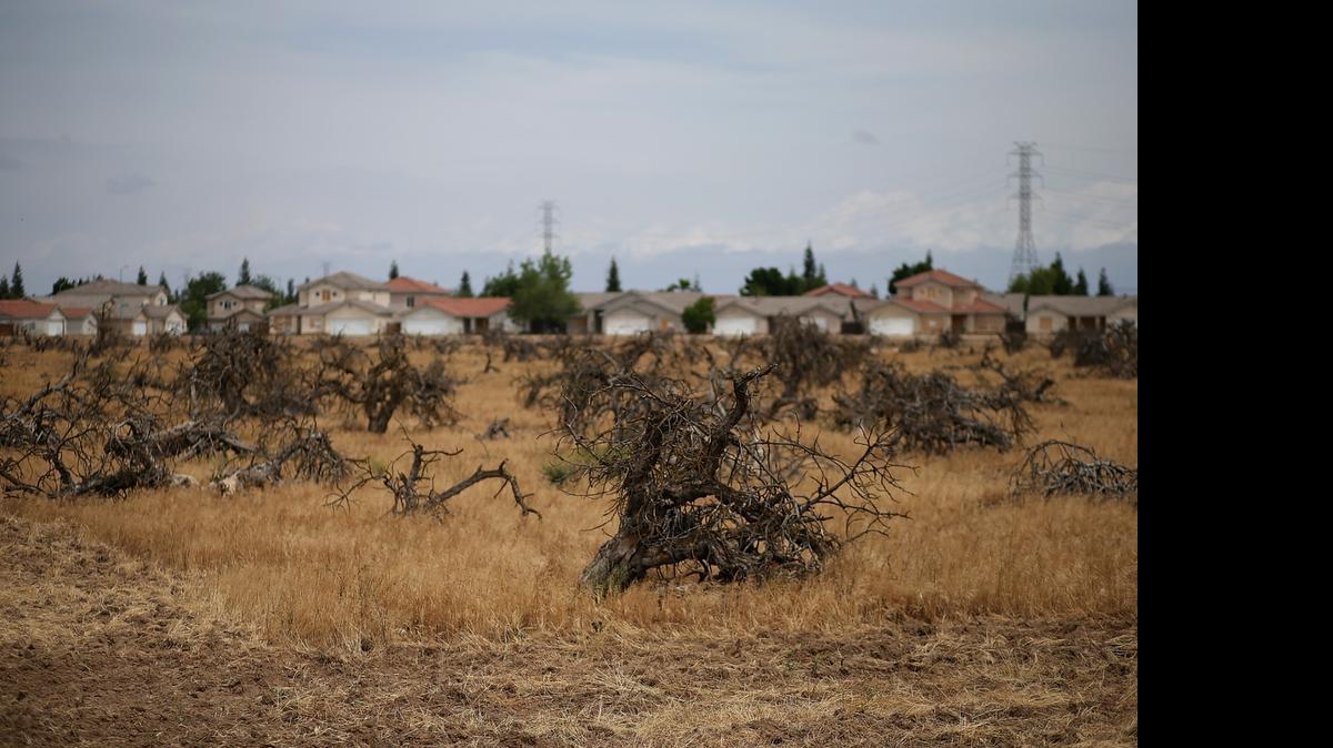 
Dead trees stand in a field in April in Fresno. As California enters its fourth year of severe drought, farmers in the Central Valley are struggling to keep crops watered as wells run dry and government water allocations have been reduced or terminated. Many have opted to leave acres of their fields fallow. 
