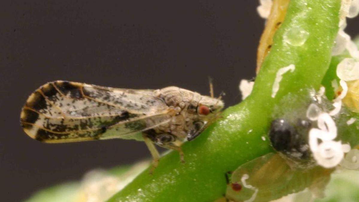 The Asian citrus psyllid is seen in this undated University of Florida photo provided by the UC Davis.