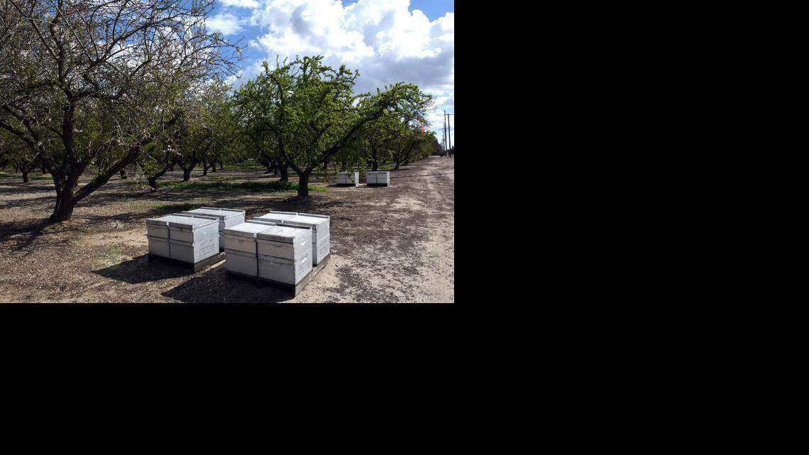 Bees complete almond pollination, growers hoping for big yields