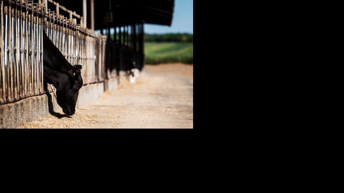 Plunging milk prices compound drought trouble for Merced dairy farmers