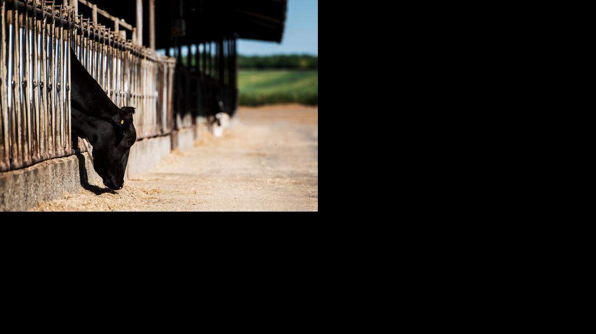 
A dairy cow feeds at the RV Dairy farm in Winton.
