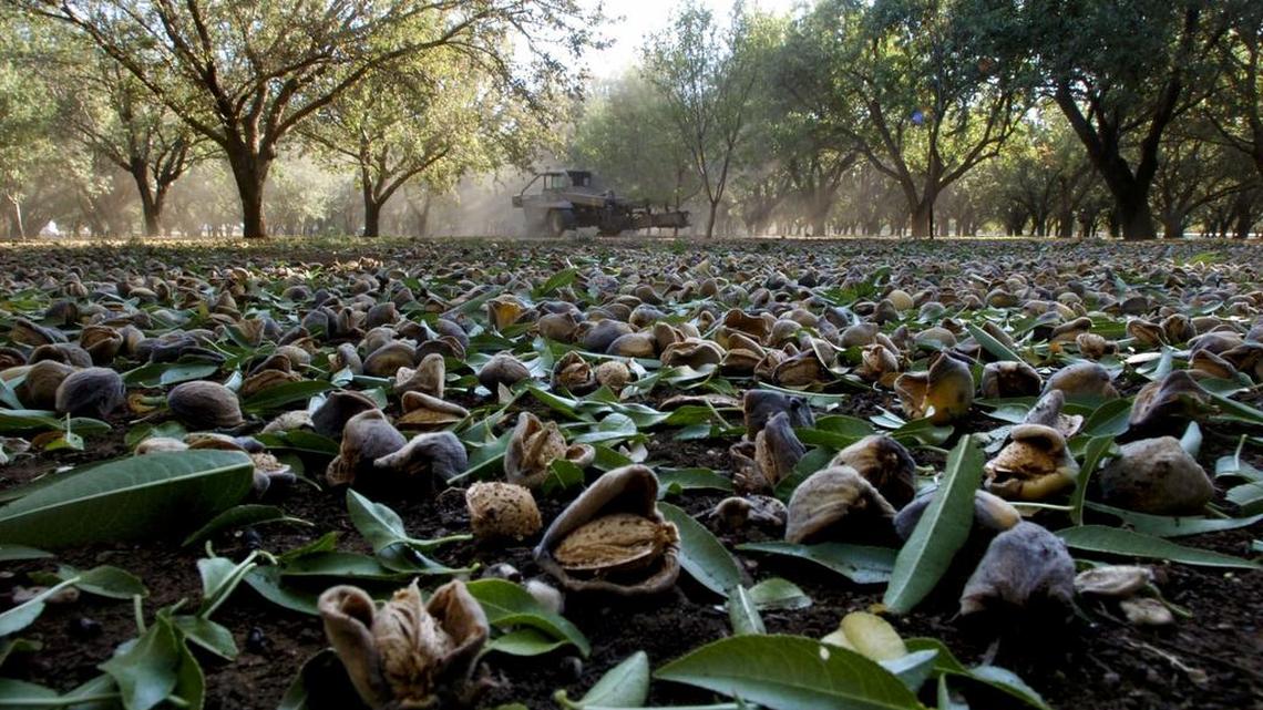 More orchards planted as almond prices fall