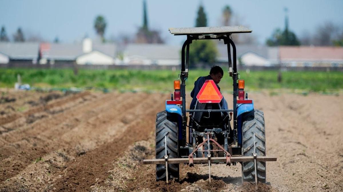 A man works on a farm off Ashby Road in Merced on Friday. According to the Employment Development Department, there were 1,700 more jobs recorded in Merced County in January than the same time last year. Of those jobs recorded, 400 were seasonal farm labor jobs.