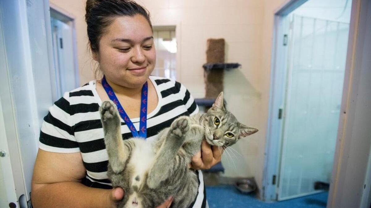 On-site Manager Brandy Tanaka, 25, holds a cat at the Merced SPCA shelter in Merced, Calif., on Tuesday, May 3, 2016. The shelter is temporarily closed while staff members try to eliminate a ringworm infection.