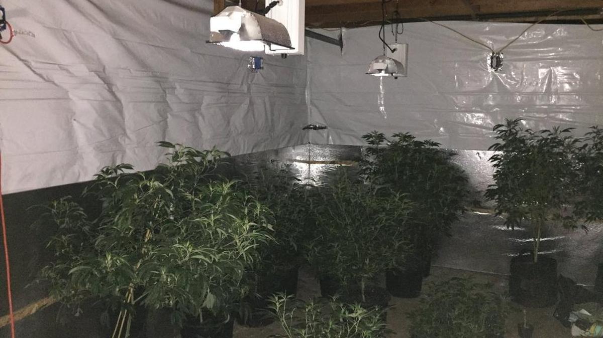 Mutual aid law enforcement patrolling Mariposa County amid the Detwiler fire stumbled upon a sparking transformer, leading them to a marijuana grow house with more than 1,000 plants Tuesday, July 25, 2017, in Midpines.