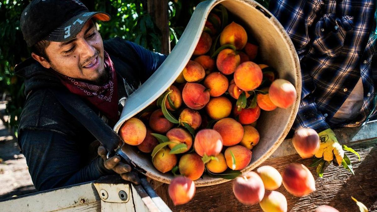 Juan Carlos Manuel of Merced empties a container of freshly picked peaches on the orchard at Weimer Farms in Atwater in July.