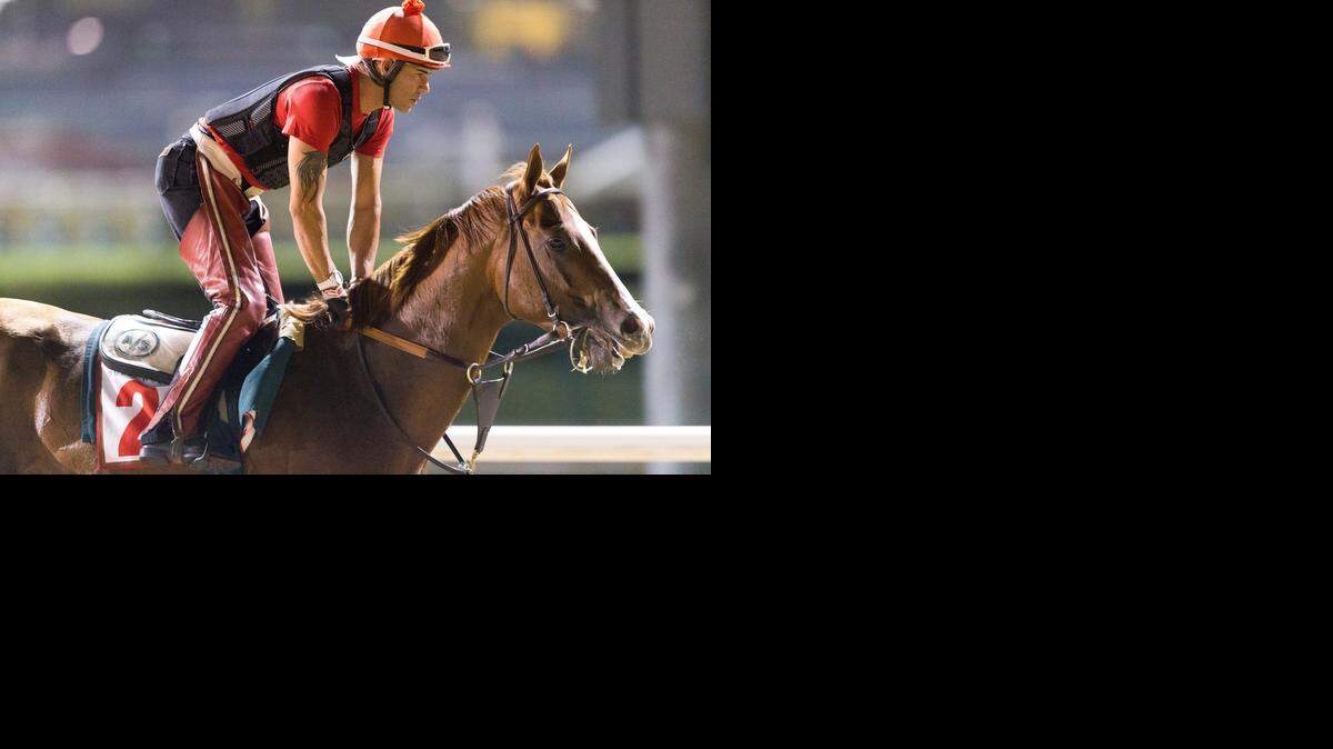 With regular exercise rider Willie Delgado aboard, California Chrome gets a predawn gallop at Meydan Racecourse in Dubai, United Arab Emirates, on Monday.