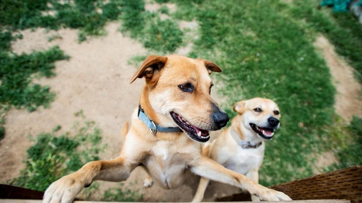 Dogs Jack Jack, left, and his companion Coco, right, at the Merced SPCA Shelter in May 2016. The Merced SPCA will be closing at the end of the month due to a lack of financial resources and support, officials confirmed to the Sun-Star.