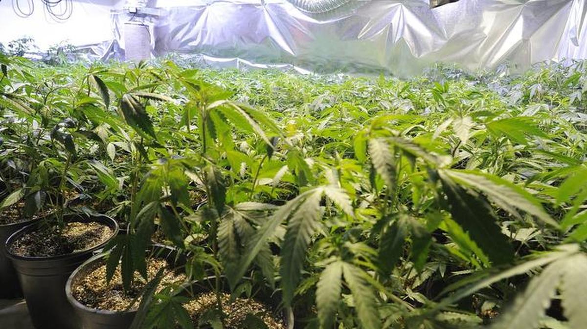 
Marijuana grows in a house that was shut down Tuesday on San Lorenzo Street in Los Banos.
