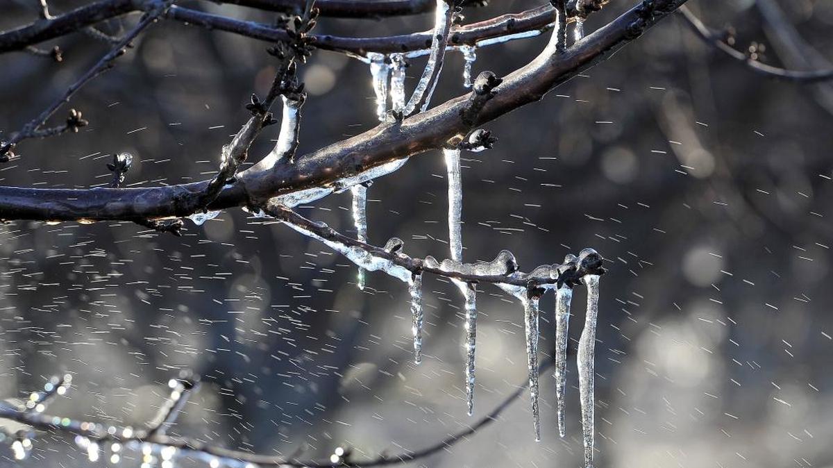 Icicles caused by irrigation by nearby sprinkler to protect against frost, cling to branches of a fruit tree loaded with oranges east of Fresno, early Tuesday morning.