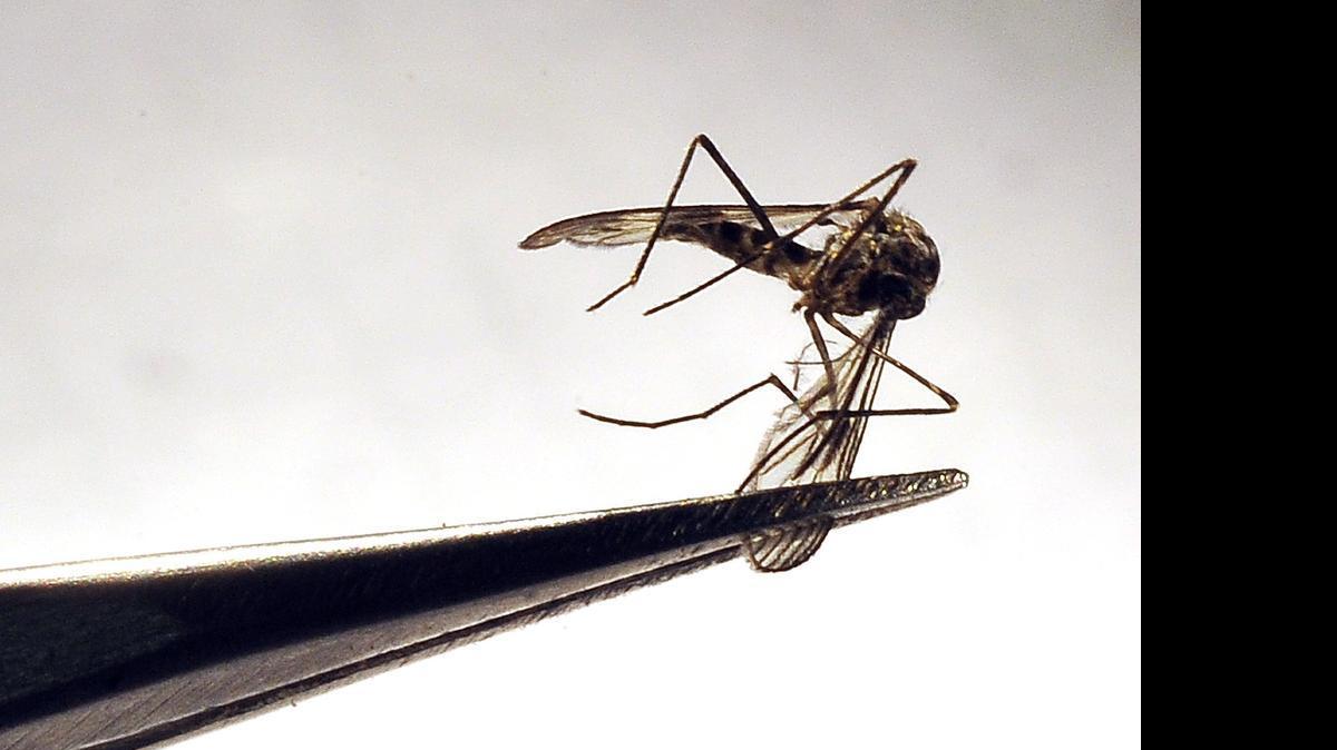 
The first West Nile-linked death this year in California has been confirmed. The CDPH believes the drought is contributing to the amplification of the virus. 
