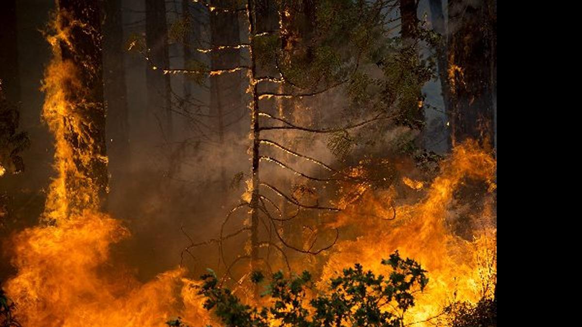 
The Rim fire burned 250,000 acres in 2013.
