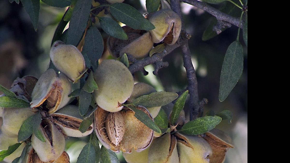 
Almond trees are pictured at this orchard along Grayson Road near Service Road close to Modesto. The almond hulls have begun to split open, showing the shell. The National Agricultural Statistics Service on Wednesday reduced its projection of the state’s almond crop this year – 1.8 billion pounds, down from 1.85 billion pounds estimated in early May.
