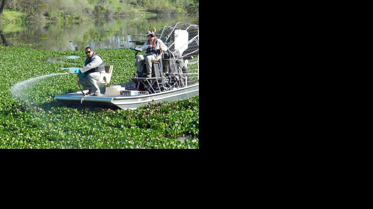 
 An aquatics specialist sprays herbicide on water hyacinth on the Tuolumne River at the Fox Grove Recreation Area near Hughson,.
