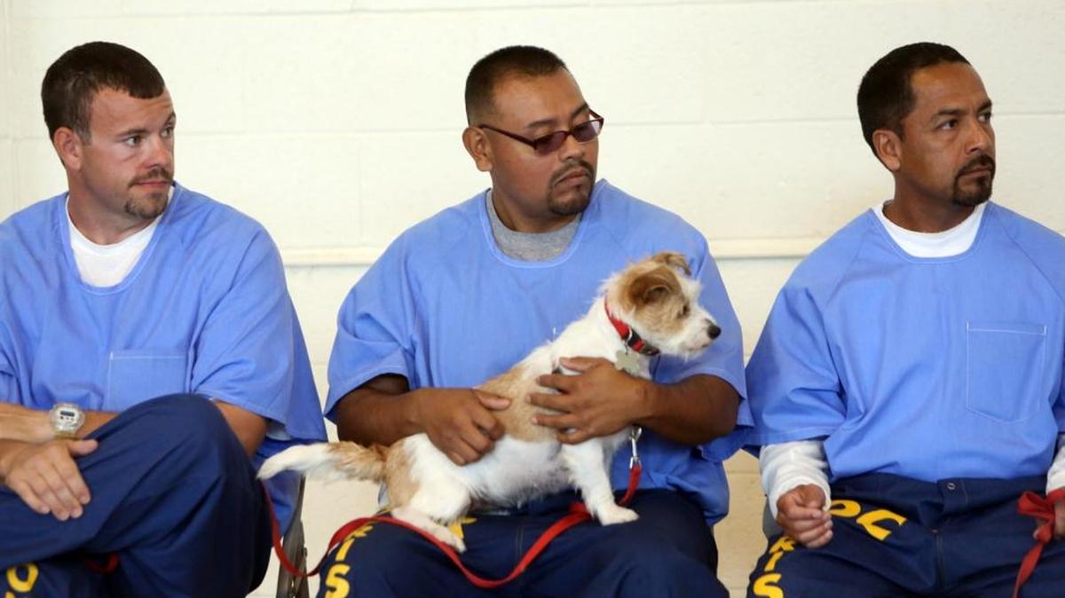 Valley State Prison in Chowchilla formed an inmate dog training program. With over 200 inmates wanting to learn to train dogs, 10 were chosen. A second program begins in November. Photo taken on Wednesday, Oct. 28, 2015.