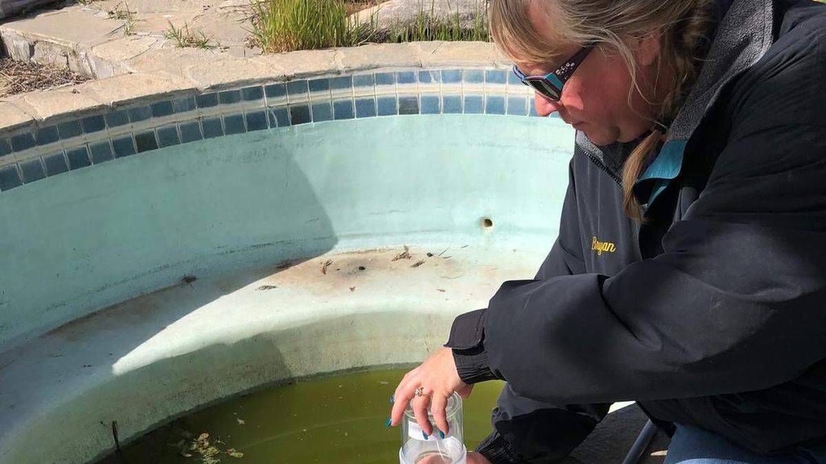 Arlilla Bueno, field services supervisor for the Merced County Mosquito Abatement District, treats a neglected pool in this undated photo in Merced County.