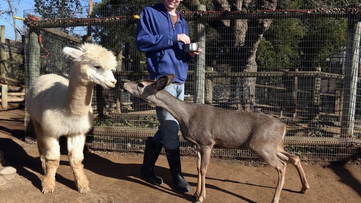 Zookeeper Josh Moreno of Los Banos pauses while hand feeding Sparky the alpaca and Deera the mule deer Wednesday afternoon at the Applegate Park Zoo in Merced.