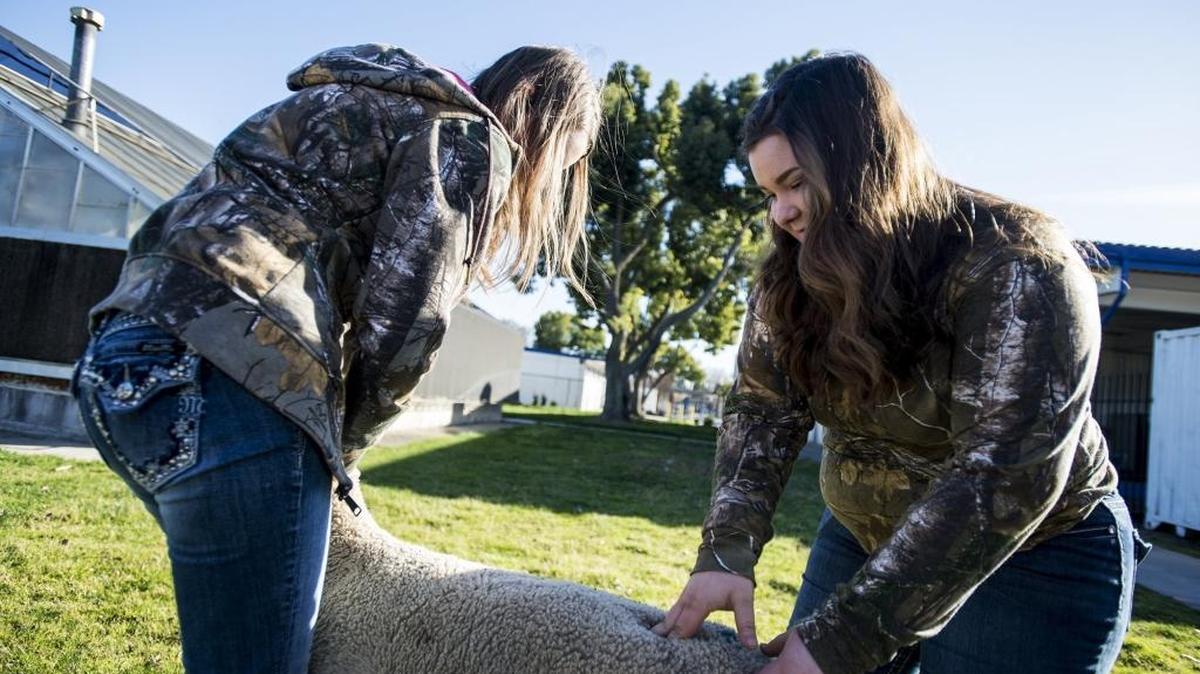 Sophomore Kelsi Kamesch, right, performs a livestock evaluation with the assistance from senior Amanda Skidmore at Atwater High School on Tuesday, Feb. 23, 2016.