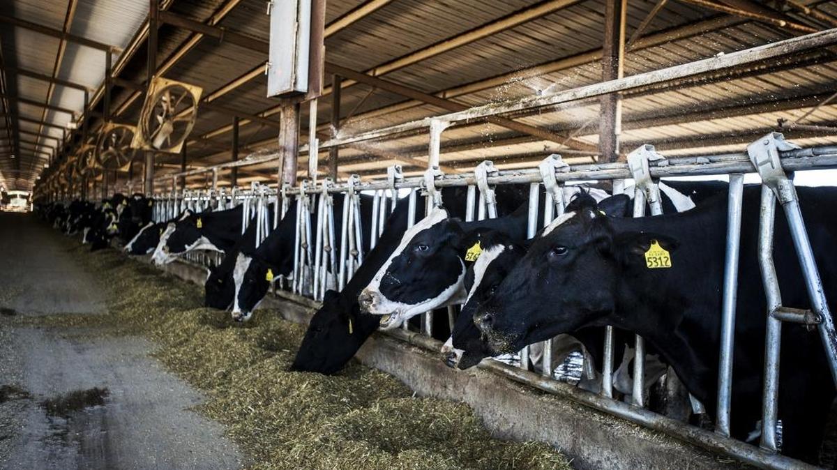 Dairy cows chow down at the RV Dairy farm owned and operated by dairy farmer Ray Gene Veldhuis in Winton in March. Milk remained Merced County’s top commodity, with value growing to nearly $1.5 billion, according to the report released Monday.