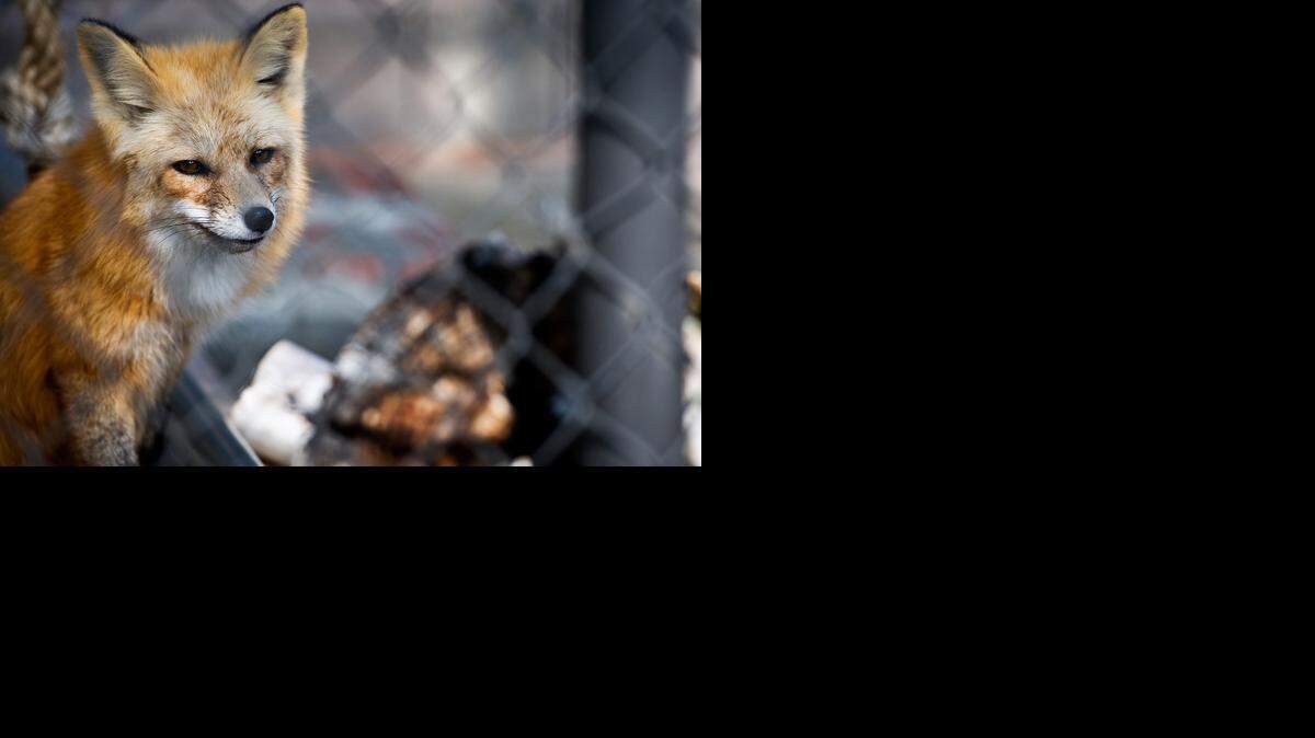 
A fox looks though fencing at Applegate Park Zoo in Merced on Tuesday.
