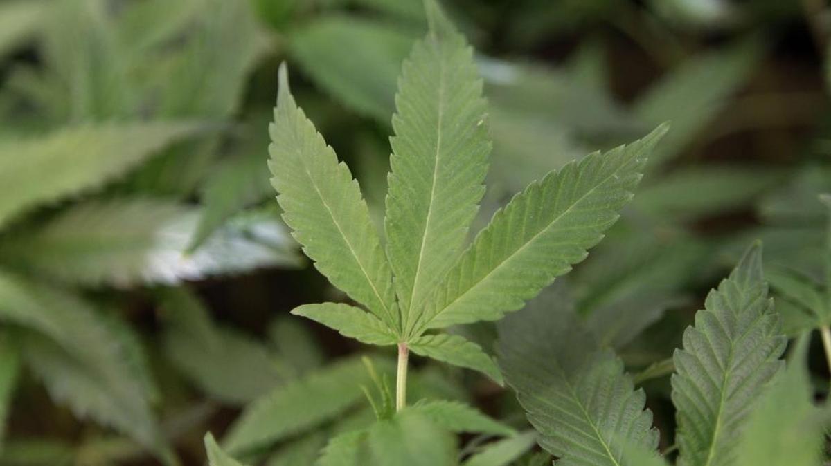 Cloned medical marijuana plants are seen at a dispensary in Oakland in 2011. Merced County cities this week are looking at new ordinances to regulate sale and growth in city limits.