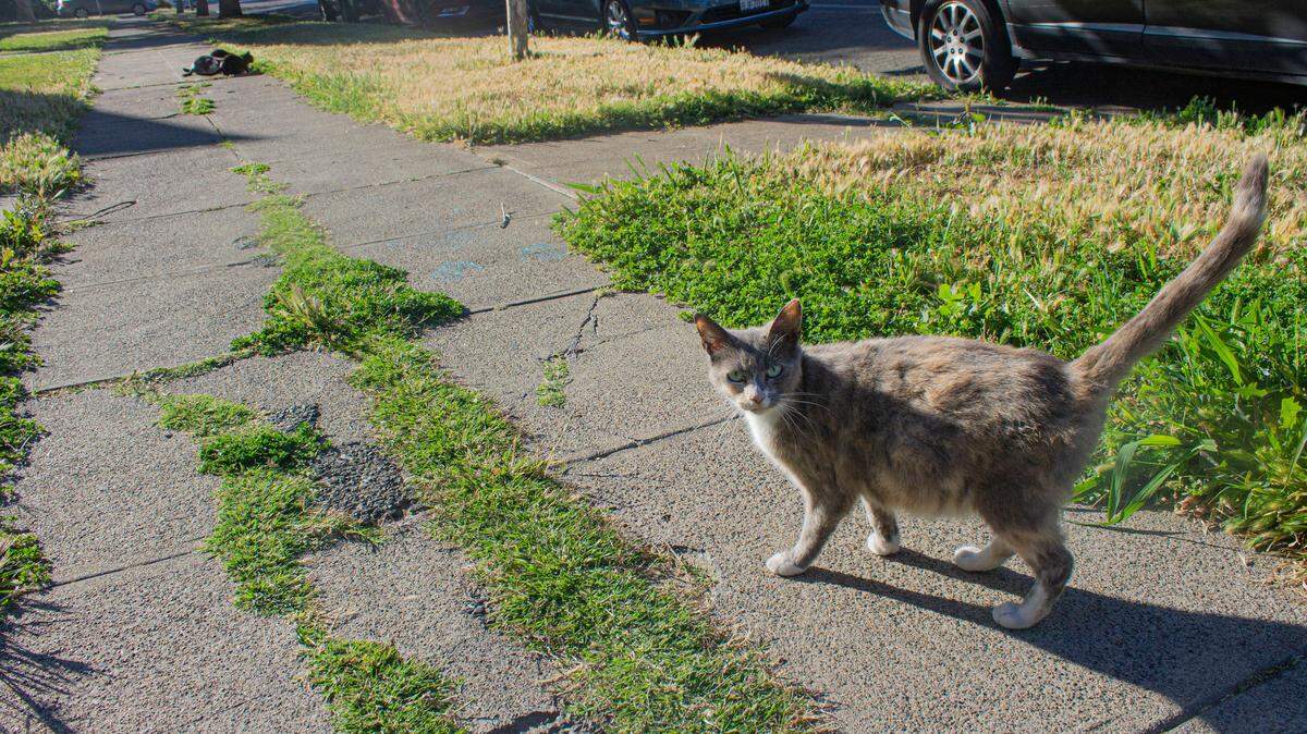 A stray cat makes its way over to food strewn across the sidewalk in front of a family’s house in Merced. This colony of stray cats is one of many in Merced, and residents and officials alike are trying to figure out how to reduce the feral cat population.