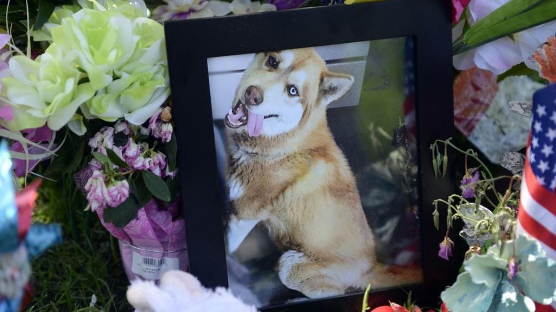 Flowers surround a photo of Lucious at a makeshift memorial in May at a fire hydrant to which two men tied the 1-year-old Siberian husky and attacked him with a machete. The dog had to be put down. The two men pleaded guilty to animal cruelty.