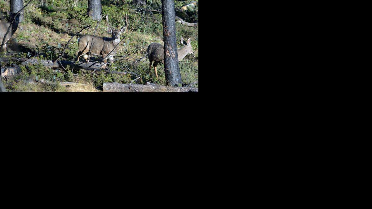 
The Rim fire that began in August 2013 devastated roughly 150 acres of the Stanislaus National Forest. The reforestation plan has been unveiled by the U.S. Forest Service. Three bucks, two of which had lost their antlers, roamed along the road to Cherry Lake off of Highway 120 on Monday morning.
