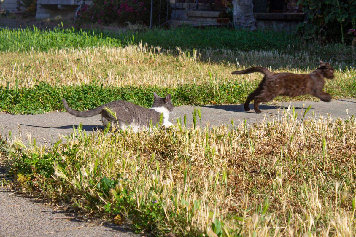 Two stray cats play in front of a family’s house in Merced. The felines are just two of a colony of dozens of cats in this 21st Street neighborhood not far from downtown Merced and the Merced County Superior Court.
