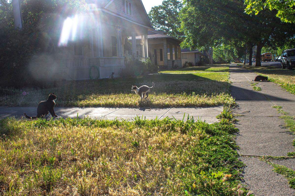 Multiple stray cats linger in front of a house in Merced after someone poured some food on the sidewalk for the cats.