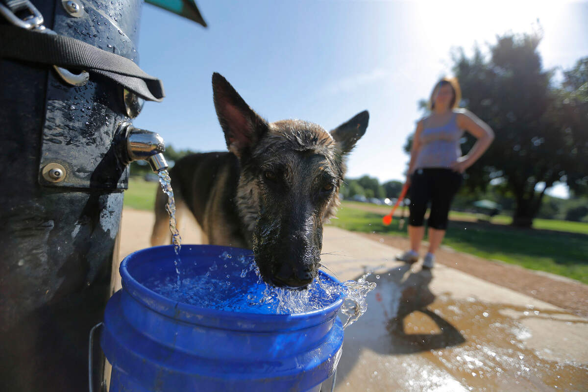 Sasha, a 2-year-old German Shepherd, gets a cool drink of water after playing with owner Janet de Oliveira at Tipps Canine Hollow Dog Park on July 11, 2015.