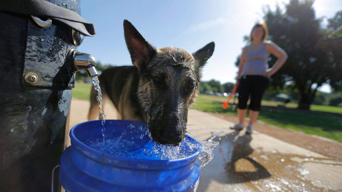 Sasha, a 2-year-old German Shepherd, gets a cool drink of water after playing with owner Janet de Oliveira at Tipps Canine Hollow Dog Park on July 11, 2015 in North Richland Hills, Texas.