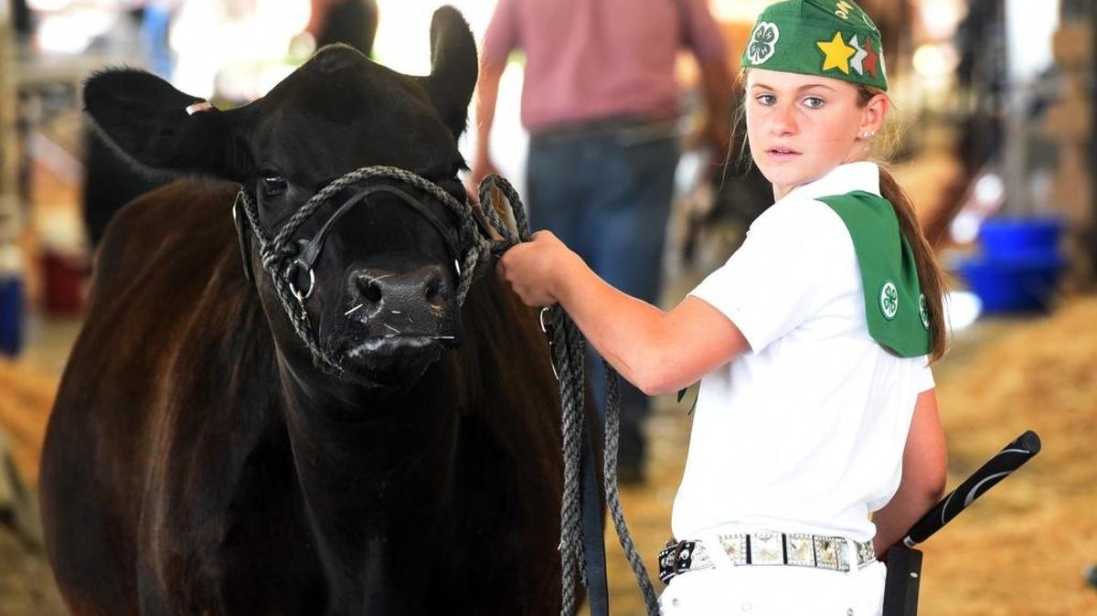 Madison Woods, 13, of Gustine prepares beef replacement heifer Chips for the show ring on the first day of the Merced County Fair on Wednesday, June 8, 2016. The fair continues through Sunday with livestock, carnival rides, live music and junk food.