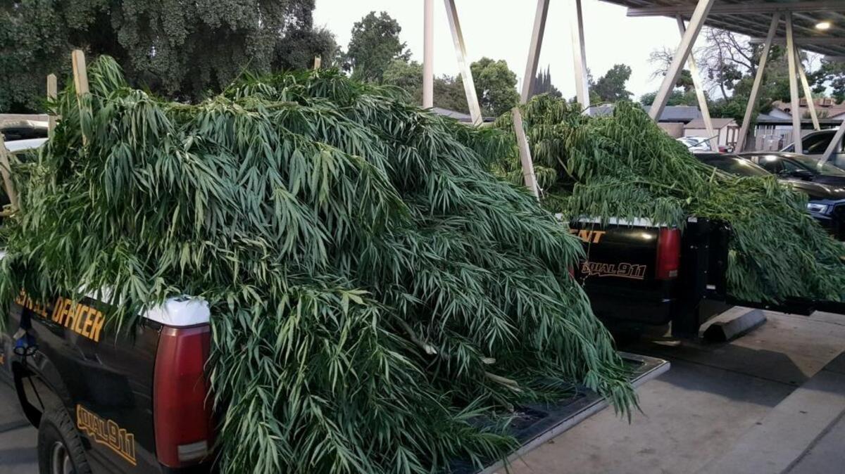 An Atwater house growing almost 100 cannabis plants was raided Monday, police reported. Officers served a search warrant at about 3 p.m. in the 1600 block of Drakeley Avenue, according to interim Chief Sam Joseph.