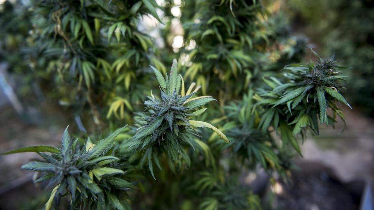 A marijuana plant in unincorporated Merced County, Calif., on Friday, Oct. 27, 2017.