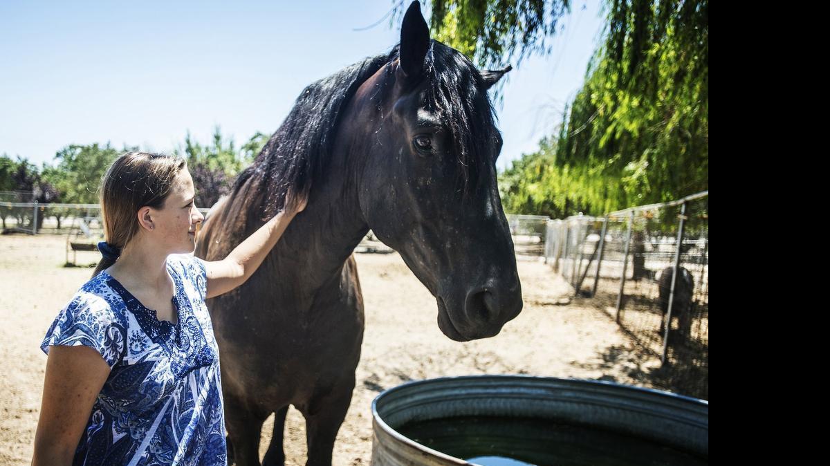 
Audrey Esau, 14, of Winton pets her horse Jake, a 10-year-old Percheron, at her home in Winton on Tuesday. “He’s just such a good boy and I am proud to have him as a horse,” said Esau. From the time Audrey was 6 year -old, she and her mother, Jessica, have rescued about 60 birds and 12 horses.
