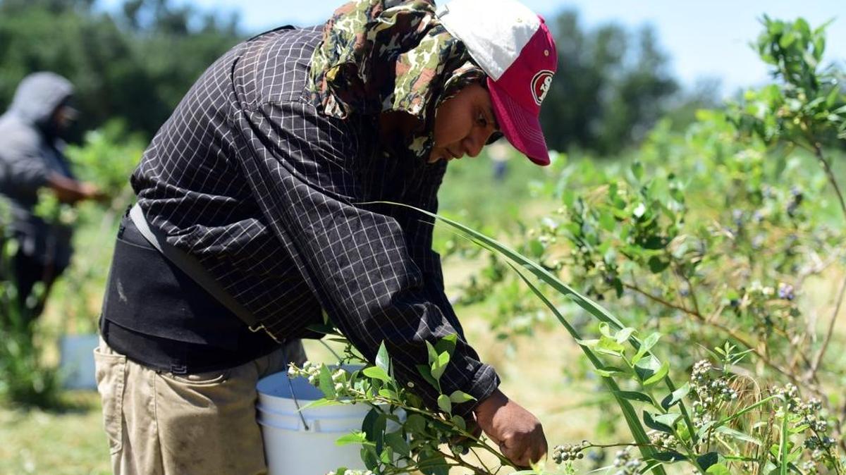 Fausto Hernandez, 27, of Atwater picks blueberries at the Riverdance Farms in Livingston on Monday, May 22, 2017.