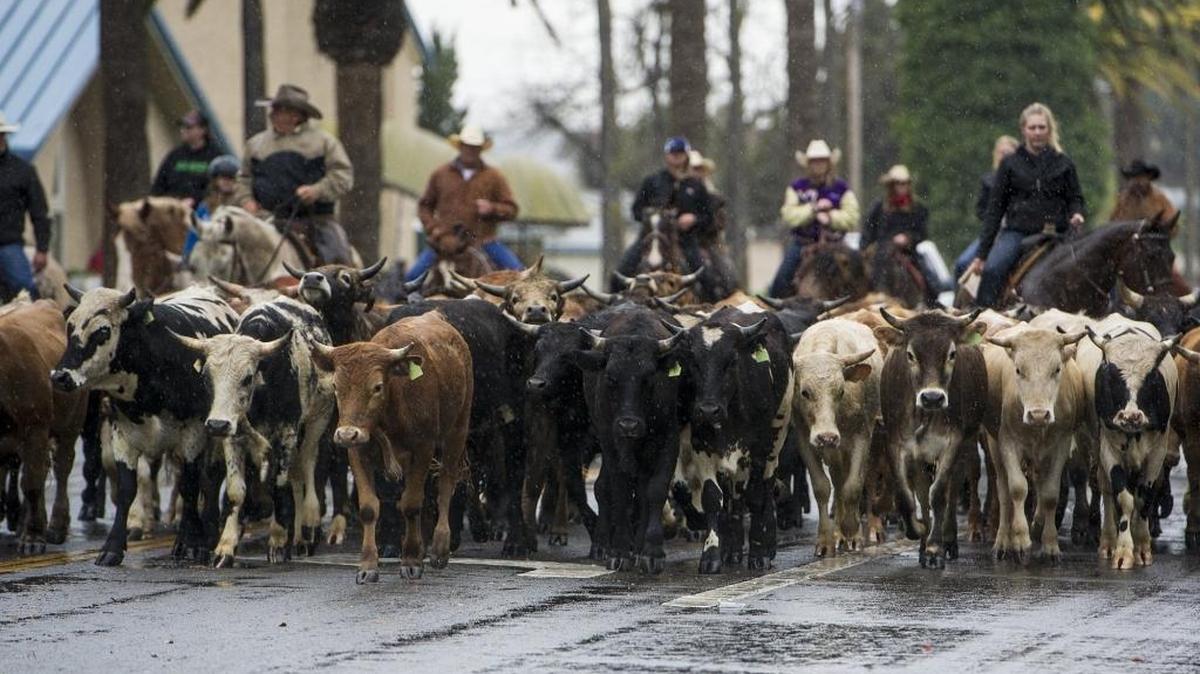 Cattle walk along Robertson Boulevard during the 2016 Chowchilla Western Stampede in Chowchilla on Friday, March 11, 2016. The 59th annual stampede kicks off a three-day roping event.