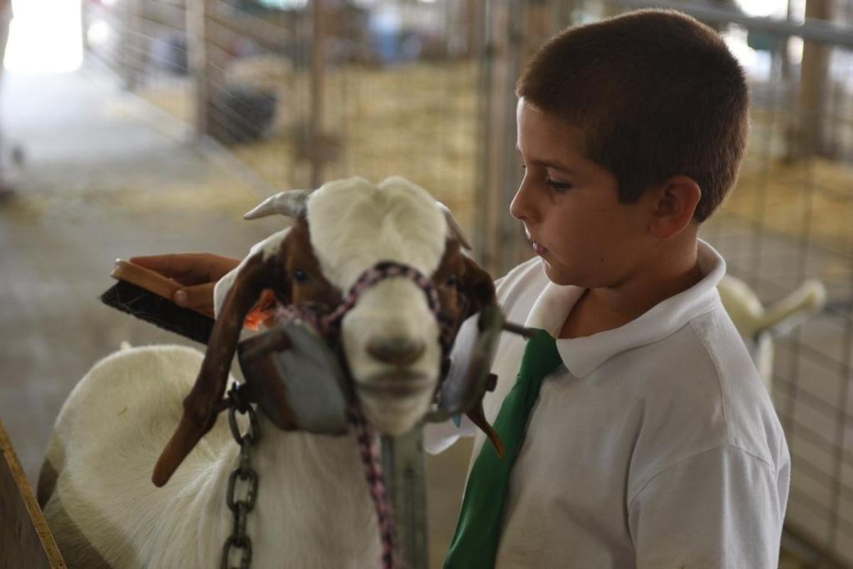 Gavin Moore, 9, of Dos Palos brushes his goat Lucy at the Merced County Fair on Wednesday, June 8, 2016. The fair, which opened Wednesday, continues through Sunday with livestock, carnival rides, live music and junk food.