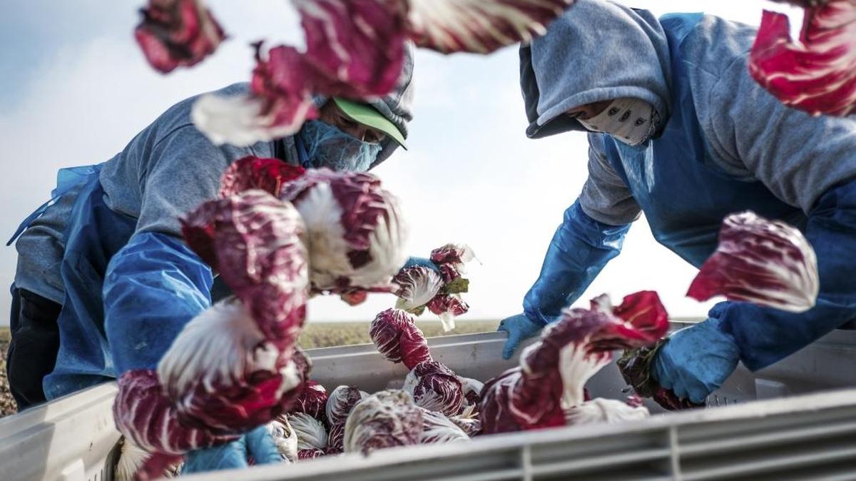 Workers pack a bin of radicchio crops during a harvest in Merced, Calif., Jan. 27, 2017.