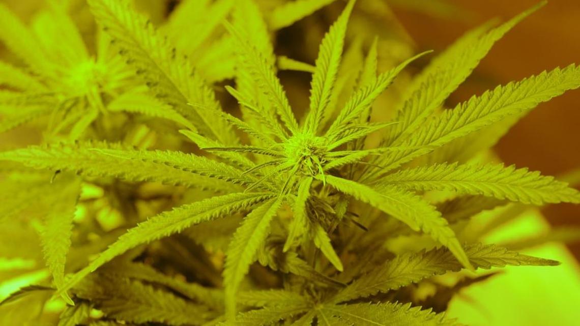 Livingston sets rules on pot growth for medical use