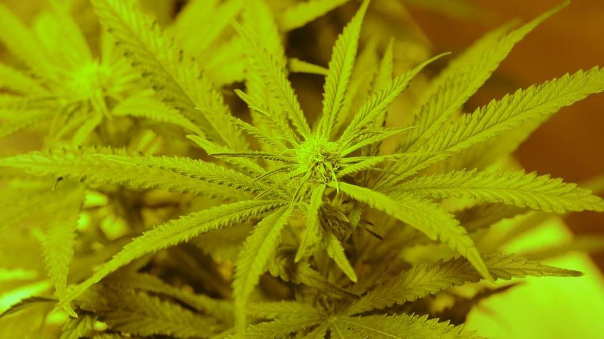 Medical cannabis users who have been regulated under state rules for about a decade will be restrained to two plants in Livingston after a decision from City Council this week.