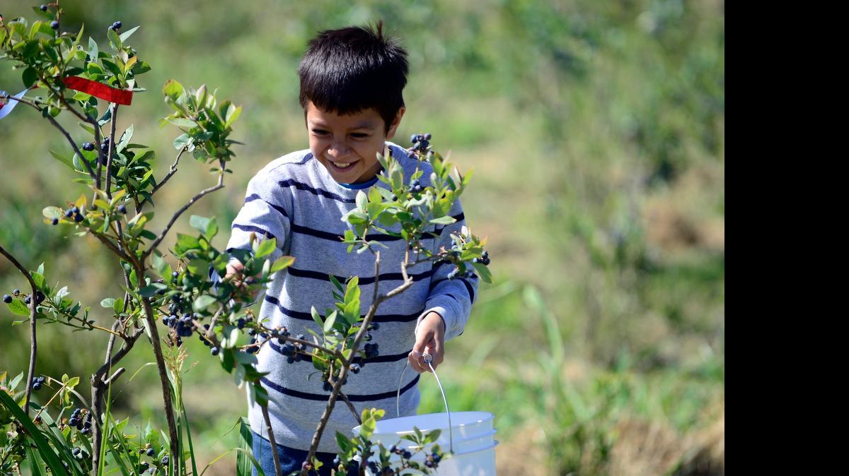 
Abel Arellano, a fourth-grader at Snelling-Merced Falls Elementary School, picks blueberries at Riverdance Farms in Livingston on Wednesday. The farm will host its annual Pick and Gather Festival and Merced River Fair this weekend.
