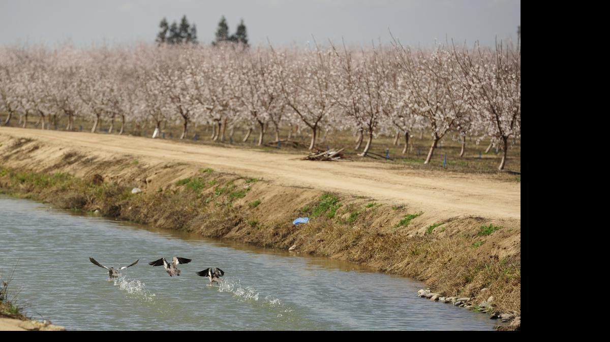 
Water foul take flight off a canal running in between blooming orchards last year outside Livingston, where the City Council this week passed an urgency water ordinance to reduce water use.
